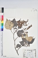 藏品(白匏子)的圖片