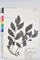 藏品(細葉饅頭果)的圖片