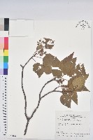 藏品(野桐)的圖片