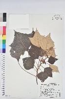 藏品(白匏子)的圖片