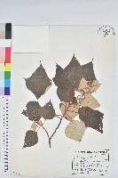 藏品(白匏子)的圖片