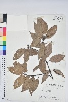 藏品(青剛櫟、鐵椆)的圖片