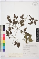 藏品(串鼻龍)的圖片