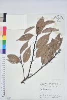 藏品(青剛櫟、鐵椆)的圖片