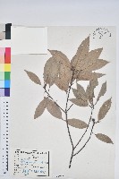 藏品(青剛櫟、鐵椆)的圖片