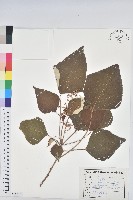 藏品(白匏子)的圖片