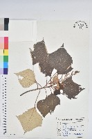 藏品(白匏子)的圖片