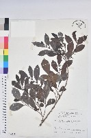 藏品(細葉饅頭果)的圖片