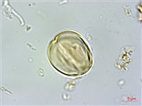 藏品(日本柃木)的圖片