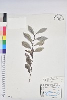 藏品(細葉饅頭果)的圖片