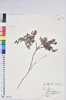 藏品(高山白珠樹)的圖片