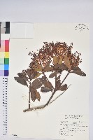 藏品(臺灣馬醉木)的圖片