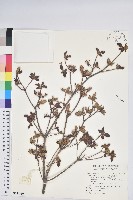 藏品(紅毛杜鵑)的圖片