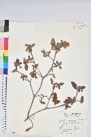 藏品(金毛杜鵑)的圖片