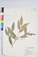 藏品(長尾栲、長尾柯、長尾尖葉櫧)的圖片