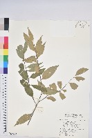 藏品(長尾栲、長尾柯、長尾尖葉櫧)的圖片