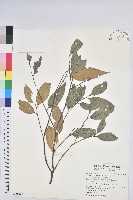 藏品(長尾栲、長尾柯、長尾尖葉櫧)的圖片