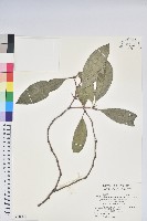 藏品(鹿角杜鵑、西施花、青紫木)的圖片