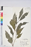 藏品(狹葉椆)的圖片