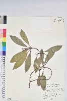藏品(鹿角杜鵑、西施花、青紫木)的圖片
