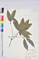 藏品(狹葉櫟)的圖片