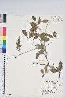 藏品(巒大越橘)的圖片