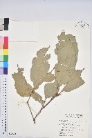 藏品(大葉石櫟、大葉校栗)的圖片