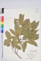 藏品(狹葉櫟)的圖片