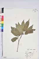 藏品(狹葉櫟)的圖片