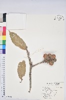 藏品(大葉石櫟、大葉校栗)的圖片