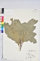 藏品(大葉石櫟、大葉校栗)的圖片