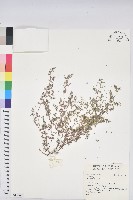 藏品()的圖片