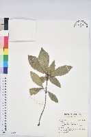藏品()的圖片