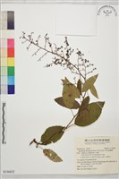 藏品(多花勾兒茶, 多花黃鱔藤)的圖片