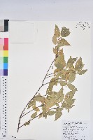 藏品(恆春鐵莧)的圖片