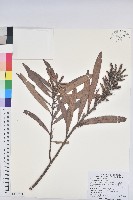 藏品(水楊梅、水柳仔)的圖片