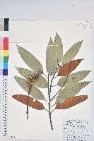 藏品(火燒柯、栲樹)的圖片