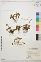 藏品(鹿場毛茛)的圖片