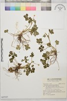 藏品(鹿場毛茛)的圖片