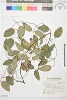 藏品(柱果鐵線蓮)的圖片