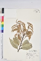 藏品(星刺栲、羅浮錐)的圖片