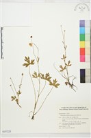 藏品(蓬萊毛茛)的圖片