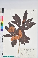 藏品(森氏杜鵑、森氏滿江紅)的圖片