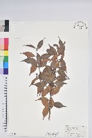 藏品(珍珠花、長尾葉越橘)的圖片