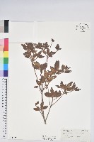 藏品(紅毛杜鵑)的圖片