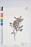 藏品(凹葉越橘)的圖片