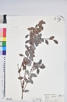 藏品(凹葉越橘)的圖片