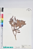 藏品(臺灣馬醉木)的圖片