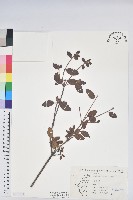 藏品(金毛杜鵑)的圖片