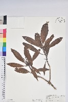 藏品(臺灣杜鵑)的圖片